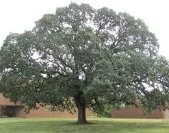 White Oak Tree Live Plant - Quercus alba - 12-18 inch in 4 inch Pot - Image 4