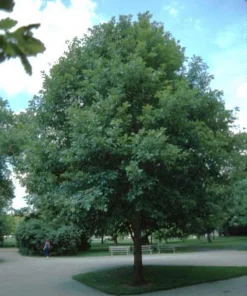 White Oak Tree Live Plant - Quercus alba - 12-18 inch in 4 inch Pot - Image 5