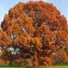 White Oak Tree Live Plant - Quercus alba - 12-18 inch in 4 inch Pot - Image 1