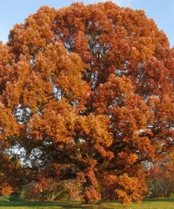 White Oak Tree Live Plant - Quercus alba - 12-18 inch in 4 inch Pot - Image 1