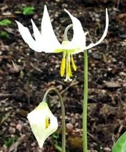 White Pagoda Violet Seeds – 10 Perennial Erythronium oregonum Seeds – Hardy Shade Plant - Image 2