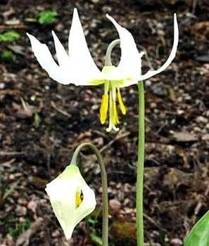 White Pagoda Violet Seeds – 10 Perennial Erythronium oregonum Seeds – Hardy Shade Plant - Image 2