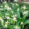 White Pagoda Violet Seeds – 10 Perennial Erythronium oregonum Seeds – Hardy Shade Plant - Image 1