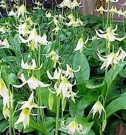 White Pagoda Violet Seeds – 10 Perennial Erythronium oregonum Seeds – Hardy Shade Plant - Image 1