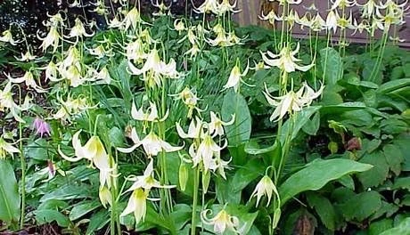 White Pagoda Violet Seeds – 10 Perennial Erythronium oregonum Seeds – Hardy Shade Plant - Image 1