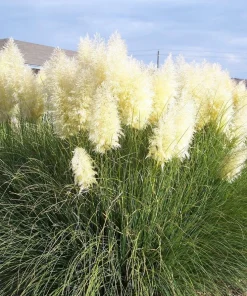 White Pampas Grass Plant – Live Plant – 4" Pot – Cortaderia selloana – Outdoor - Image 2