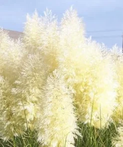 White Pampas Grass Plant – Live Plant – 4