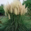 White Pampas Grass Plant – Live Plant – 4" Pot – Cortaderia selloana – Outdoor - Image 1