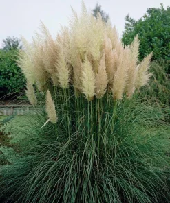 White Pampas Grass Plant – Live Plant – 4