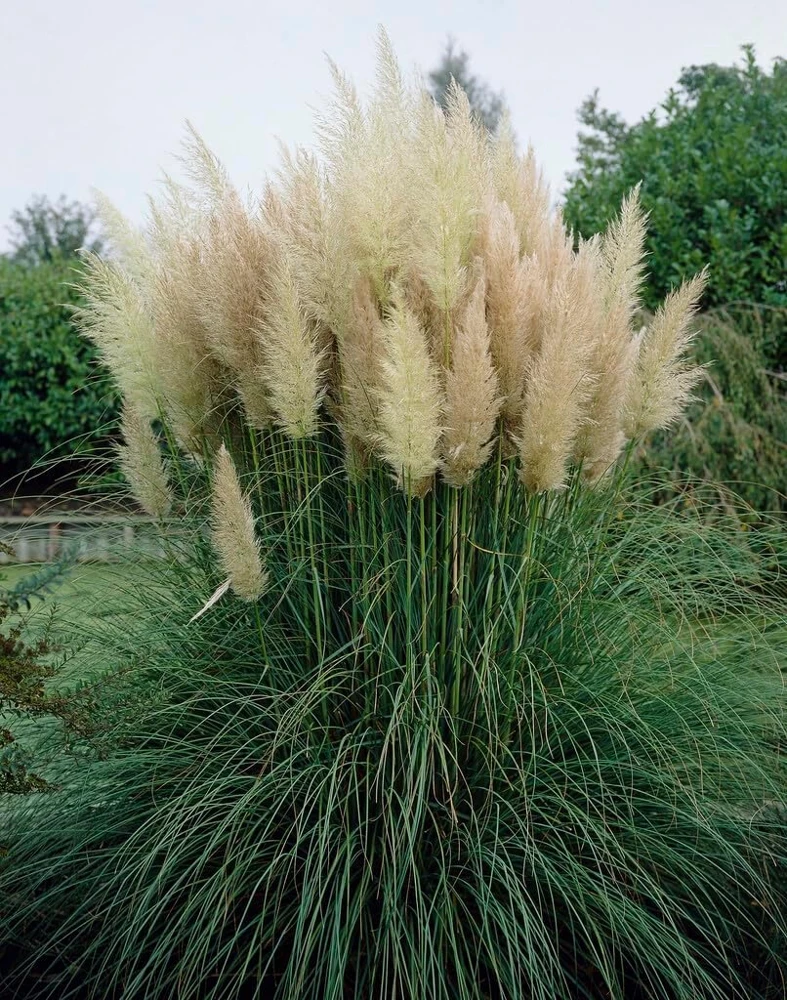 White Pampas Grass Plant – Live Plant – 4" Pot – Cortaderia selloana – Outdoor - Image 1