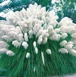 White Pampas Grass Seeds - Cortaderia selloana - 100 Count - Outdoor Ornamental - Image 1