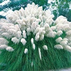 White Pampas Grass Seeds - Cortaderia selloana - 100 Count - Outdoor Ornamental - Image 1