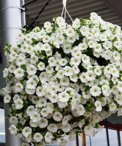White Petunia Grandiflora Flower Seeds - 25 Seeds - Attracts Pollinators - Image 2