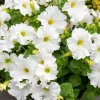 White Petunia Grandiflora Flower Seeds - 25 Seeds - Attracts Pollinators - Image 1