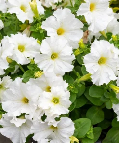 White Petunia Grandiflora Flower Seeds - 25 Seeds - Attracts Pollinators - Image 1