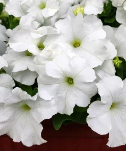 White Petunia Grandiflora Flower Seeds - 25 Seeds - Attracts Pollinators - Image 3
