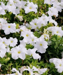 White Petunia Grandiflora Flower Seeds - 25 Seeds - Attracts Pollinators - Image 4