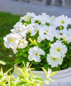 White Petunia Grandiflora Flower Seeds - 25 Seeds - Attracts Pollinators - Image 5