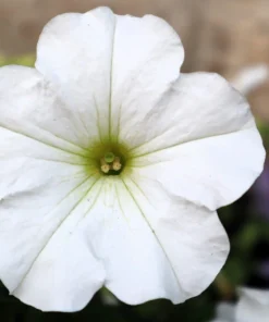 White Petunia Grandiflora Flower Seeds - 25 Seeds - Attracts Pollinators - Image 6