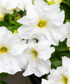 White Petunia Grandiflora Flower Seeds - 25 Seeds - Attracts Pollinators - Image 7
