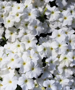 White Petunia Grandiflora Flower Seeds - 25 Seeds - Attracts Pollinators - Image 8