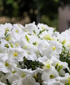 White Petunia Grandiflora Flower Seeds - 25 Seeds - Attracts Pollinators - Image 9
