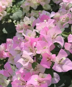 White Pink Bougainvillea Live Plant – 6-8 Inch Tall Tropical Vine in 4 Inch Pot - Image 2