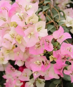 White Pink Bougainvillea Live Plant – 6-8 Inch Tall Tropical Vine in 4 Inch Pot - Image 3