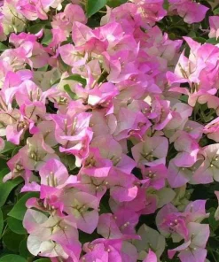 White Pink Bougainvillea Live Plant – 6-8 Inch Tall Tropical Vine in 4 Inch Pot - Image 4