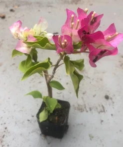 White Pink Bougainvillea Live Plant – 6-8 Inch Tall Tropical Vine in 4 Inch Pot - Image 5