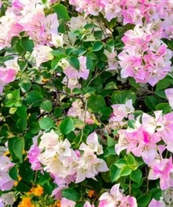 White Pink Bougainvillea Live Plant – 6-8 Inch Tall Tropical Vine in 4 Inch Pot - Image 6