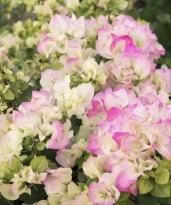 White Pink Bougainvillea Live Plant – 6-8 Inch Tall Tropical Vine in 4 Inch Pot - Image 1