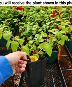 White Pink Fuchsia Live Plant, 4-6 inch Tall, 6 Inch Pot - Outdoor Garden Flowers - Image 2
