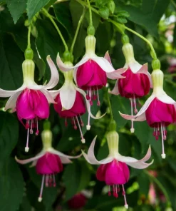 White Pink Fuchsia Live Plant, 4-6 inch Tall, 6 Inch Pot - Outdoor Garden Flowers - Image 3