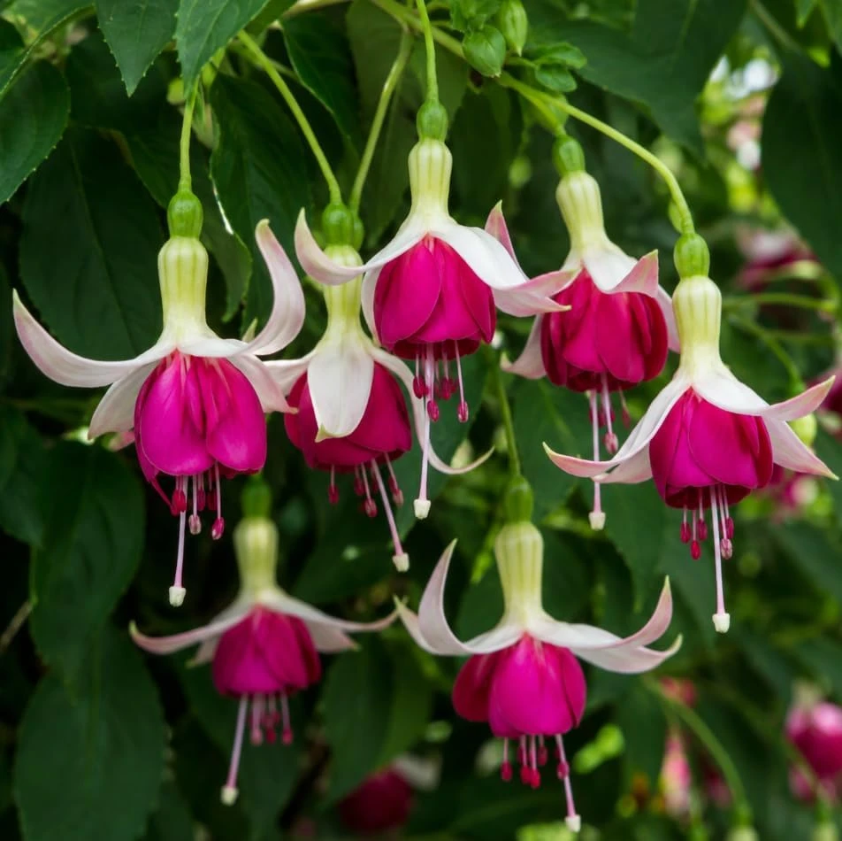 White Pink Fuchsia Live Plant, 4-6 inch Tall, 6 Inch Pot - Outdoor Garden Flowers - Image 3