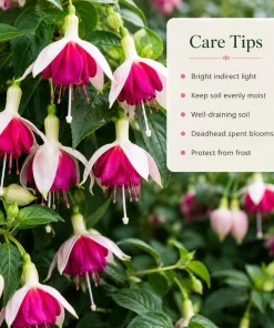 White Pink Fuchsia Live Plant, 4-6 inch Tall, 6 Inch Pot - Outdoor Garden Flowers - Image 4