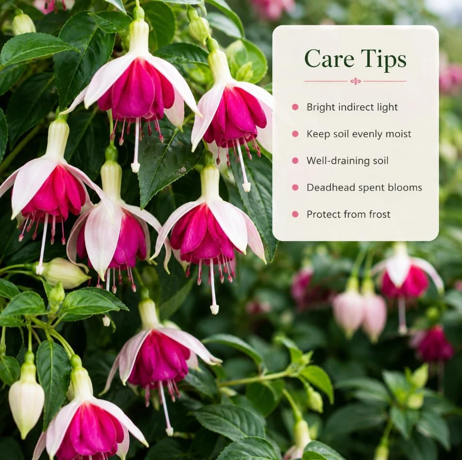 White Pink Fuchsia Live Plant, 4-6 inch Tall, 6 Inch Pot - Outdoor Garden Flowers - Image 4
