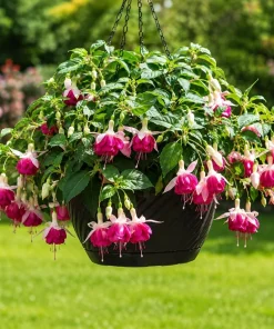 White Pink Fuchsia Live Plant, 4-6 inch Tall, 6 Inch Pot - Outdoor Garden Flowers - Image 5