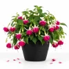 White Pink Fuchsia Live Plant – 4-6 inch Tall – 6 Inch Pot – Outdoor Shade Flower - Image 1