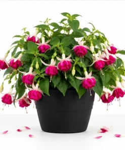 White Pink Fuchsia Live Plant – 4-6 inch Tall – 6 Inch Pot – Outdoor Shade Flower - Image 1