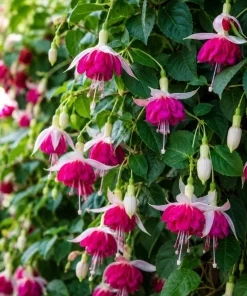 White Pink Fuchsia Live Plant – 4-6 inch Tall – 6 Inch Pot – Outdoor Shade Flower - Image 6