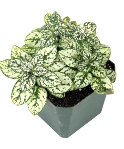 White Polka Dot Plant Seeds - Hypoestes Phyllostachya - 10 Seeds Dwarf Houseplant - Image 10