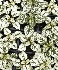 White Polka Dot Plant Seeds - Hypoestes Phyllostachya - 10 Seeds Dwarf Houseplant - Image 2