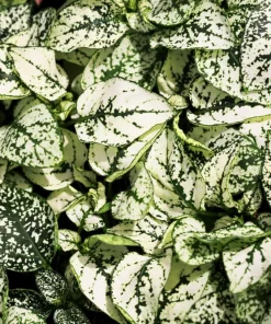 White Polka Dot Plant Seeds - Hypoestes Phyllostachya - 10 Seeds Dwarf Houseplant - Image 3