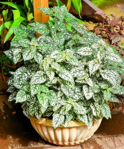 White Polka Dot Plant Seeds - Hypoestes Phyllostachya - 10 Seeds Dwarf Houseplant - Image 4