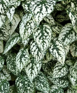 White Polka Dot Plant Seeds - Hypoestes Phyllostachya - 10 Seeds Dwarf Houseplant - Image 5