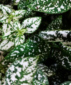 White Polka Dot Plant Seeds - Hypoestes Phyllostachya - 10 Seeds Dwarf Houseplant - Image 6