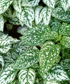 White Polka Dot Plant Seeds - Hypoestes Phyllostachya - 10 Seeds Dwarf Houseplant - Image 7
