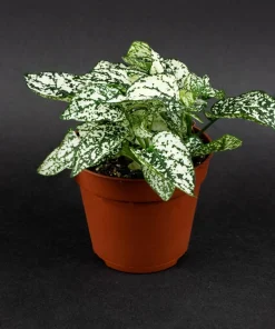 White Polka Dot Plant Seeds - Hypoestes Phyllostachya - 10 Seeds Dwarf Houseplant - Image 8