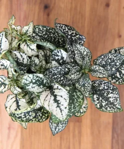 White Polka Dot Plant Seeds - Hypoestes Phyllostachya - 10 Seeds Dwarf Houseplant - Image 9